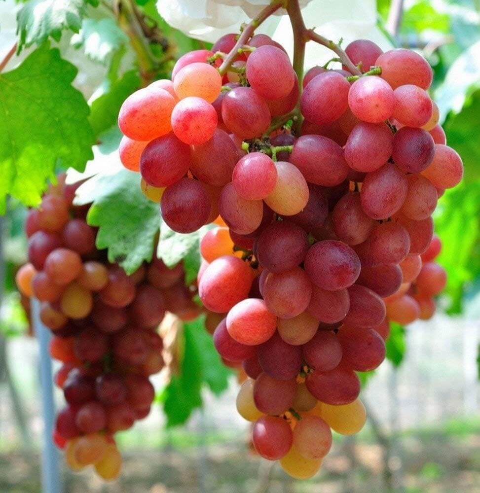 Red grape seeds - Fruit Plant