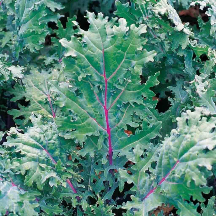 Red russian kale seeds - Vegetable Plant