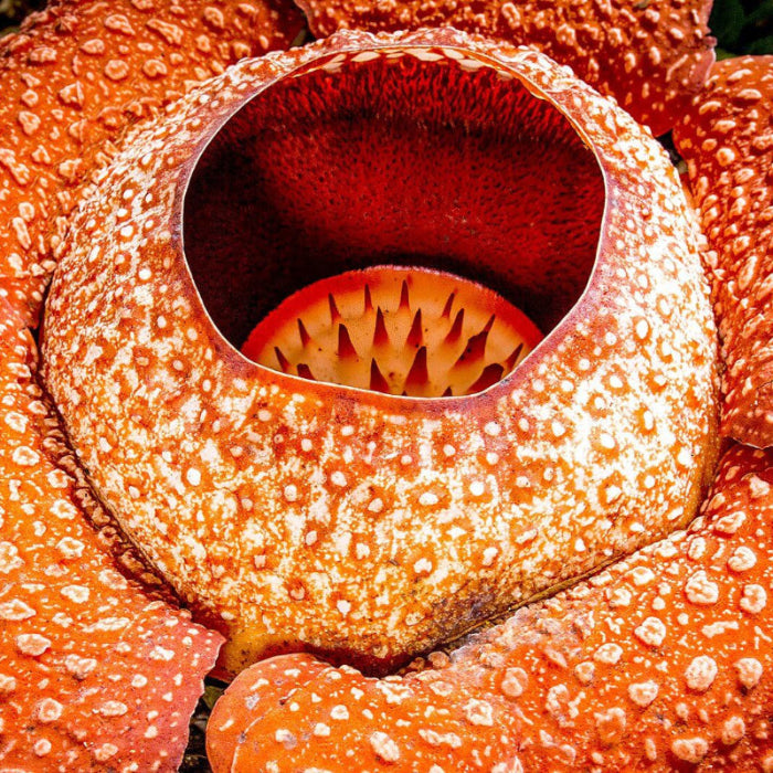 Rediculous Seeds - Heirloom Flower Plant for Home Gardens