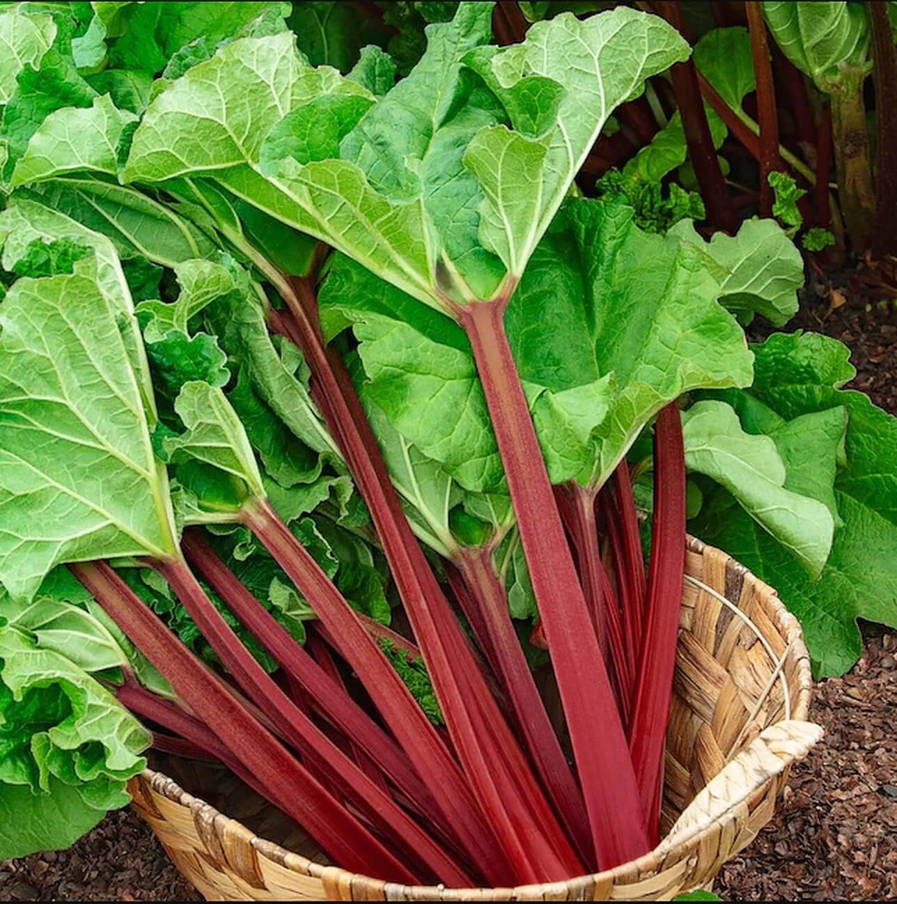 Rhubarb seeds - Vegetable Plant