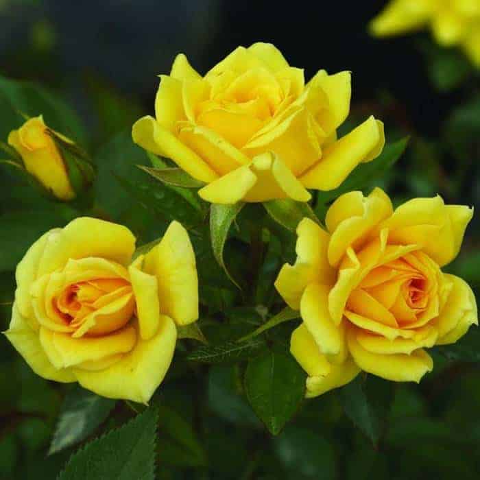 Rise'n Shine Miniature Rose Seeds - Heirloom Flower Plant for Home Gardens