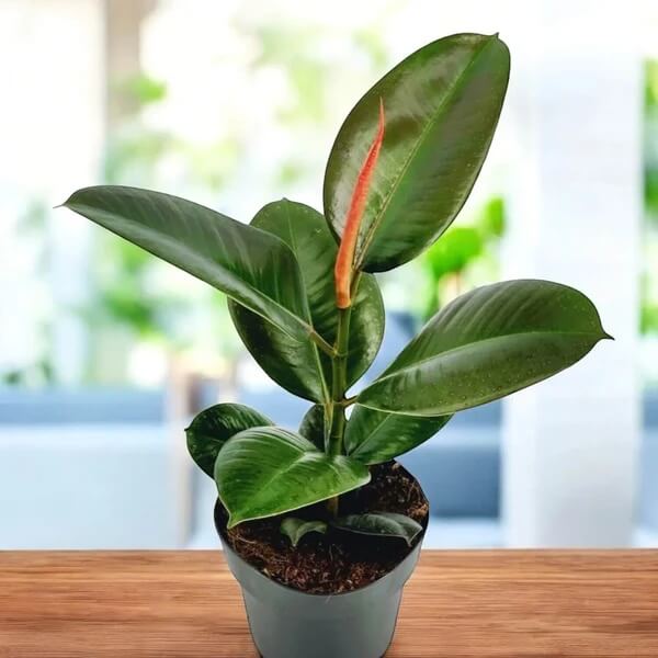 Robusta Rubber Plant seeds - Flower Plant