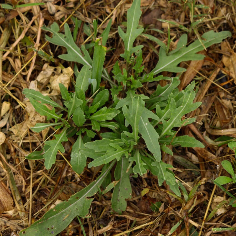 Rocky Arugula Seeds - Heirloom Vegetable Plant for Home Gardens