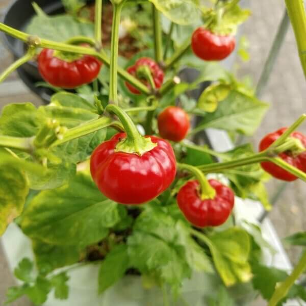 Rocoto Pepper Seeds - Vegetable Plant