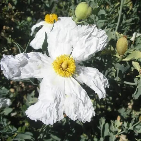 Romneya coulteri Poppy Seeds