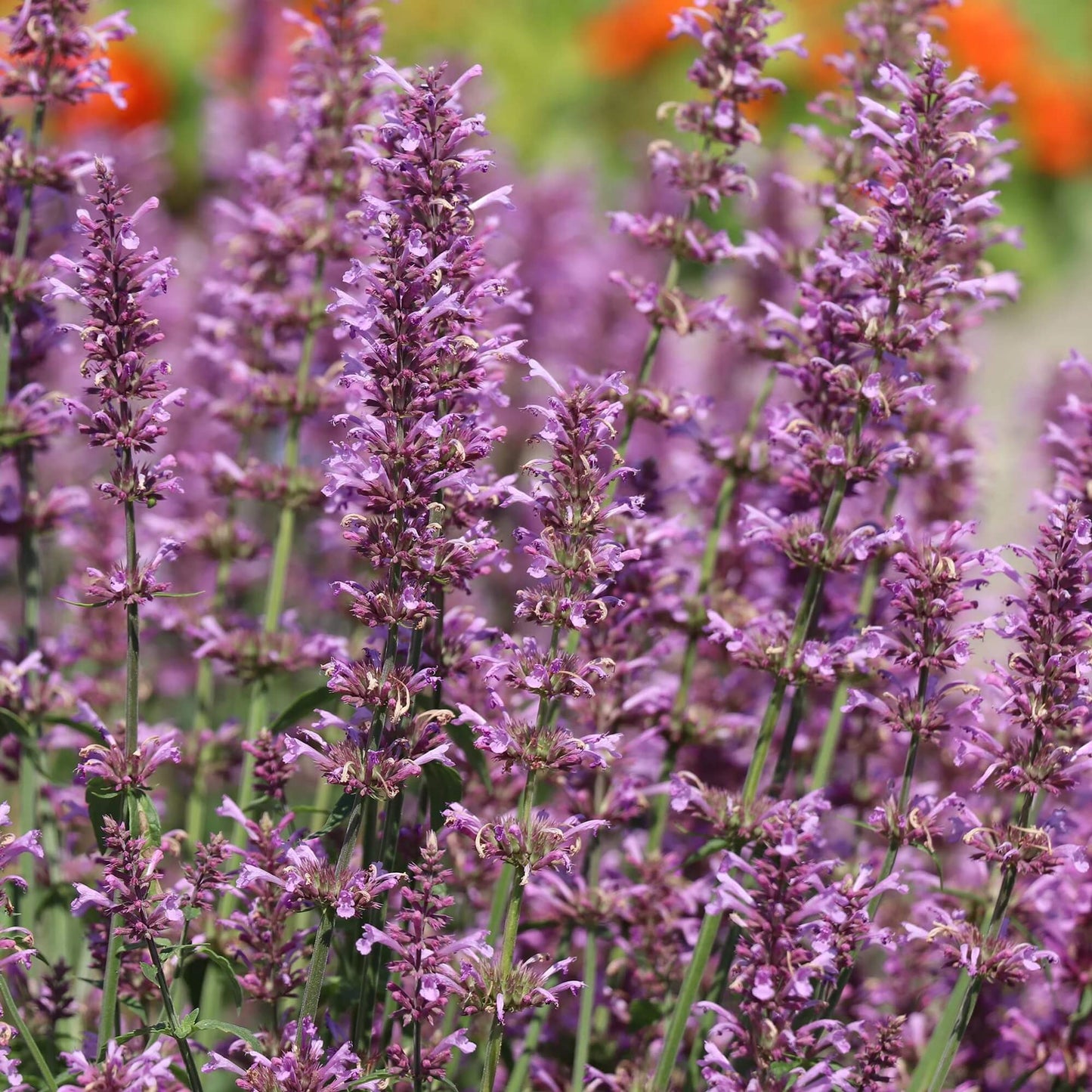 Rose Mint Agastache Seeds - Flower Plant