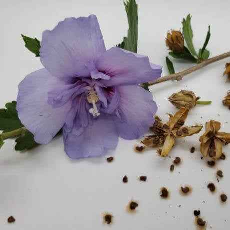 Rose Of Sharon Seeds - Flower Plant