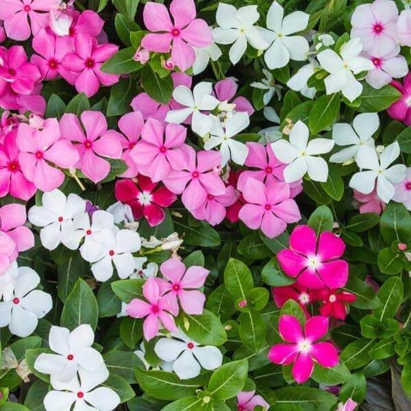 Rose Periwinkle Seeds
