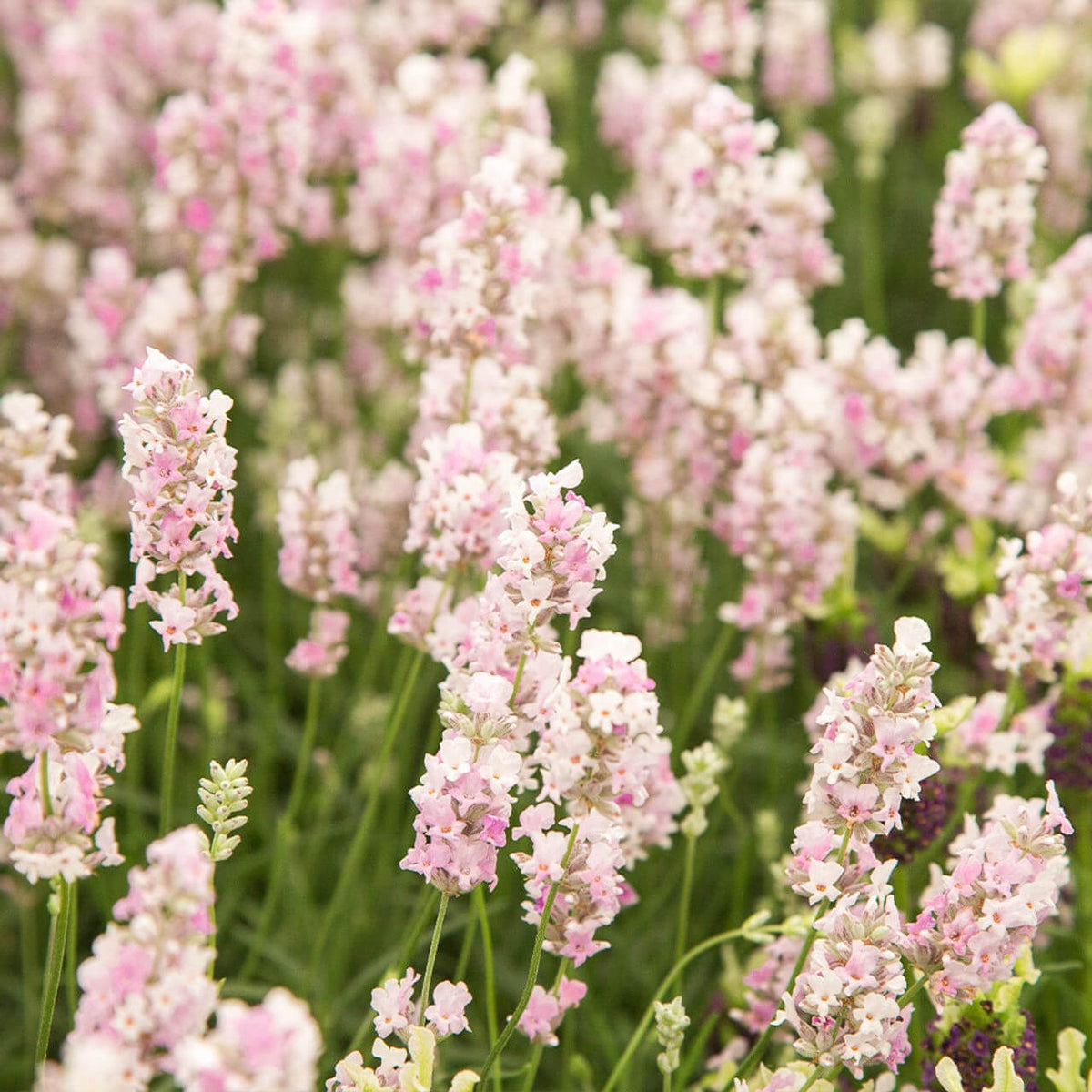 Rosea Lavender Seeds - Heirloom Flower Plant for Home Gardens