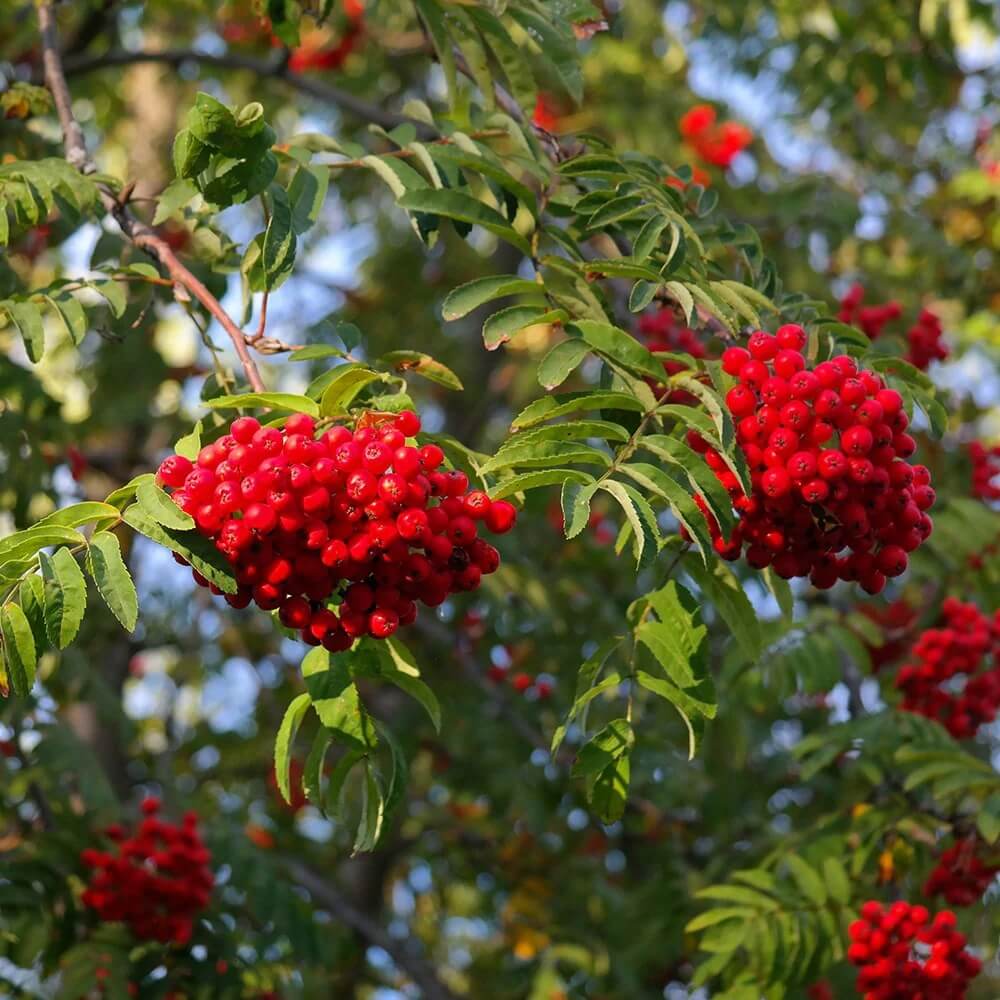 Rowan Seeds