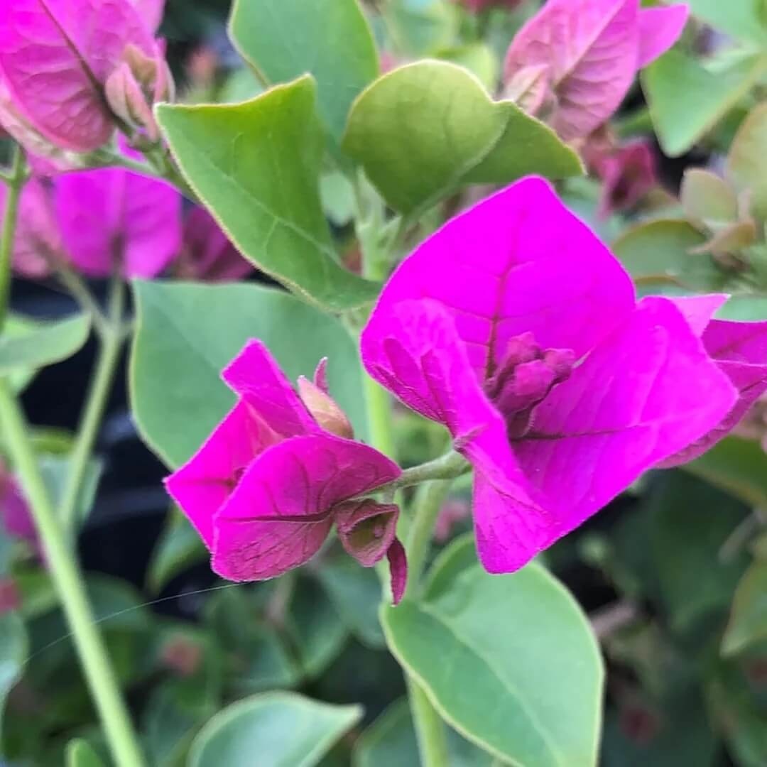 Royal Purple Bougainvillea Seeds