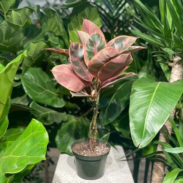 Ruby Rubber Plant seeds - Flower Plant