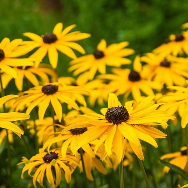 Rudbeckia Black-eyed Susan Seeds