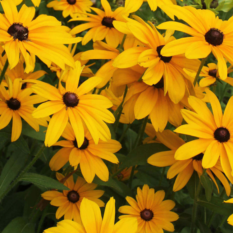 Rudbeckia Hirta Seeds - Flower Plant