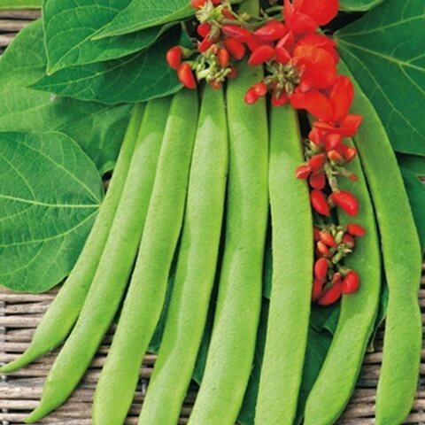 Runner Bean Seeds - Vegetable Plant