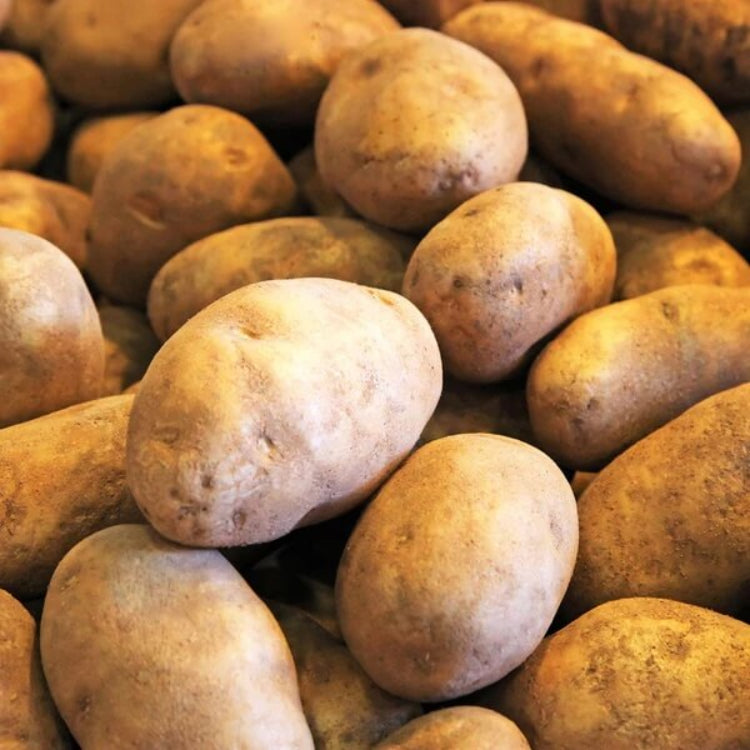 Russet Burbank Potato Seeds - Vegetable Plant