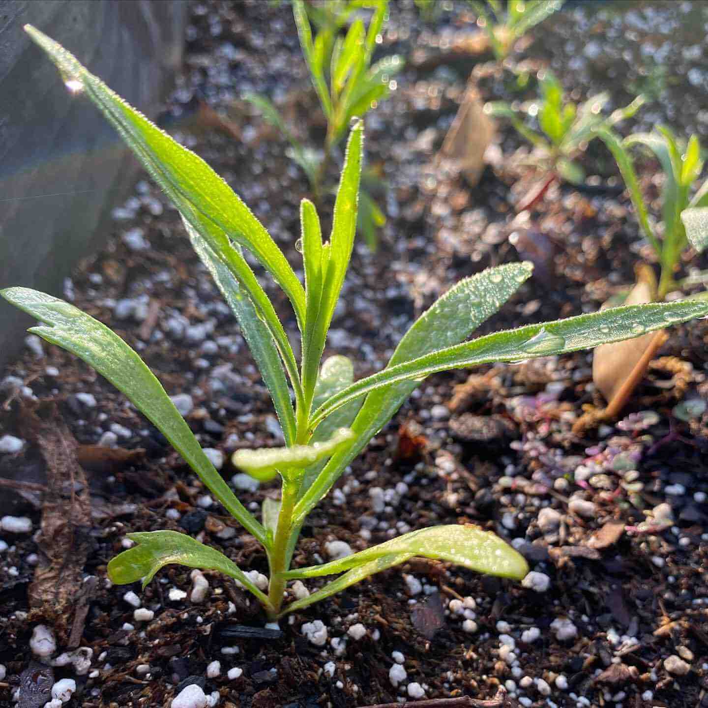 Russian Tarragon seeds - Herbal Plant