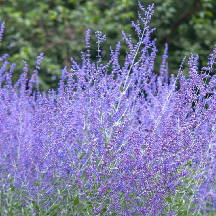Russian sage seeds - Vegetable Plant
