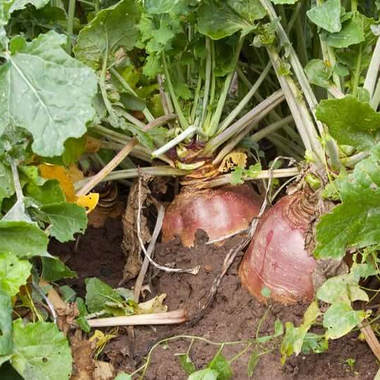 Rutabaga Seeds