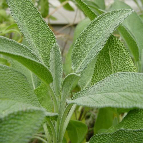 Sagebrush Seeds - Herbal Plant for Home Gardens