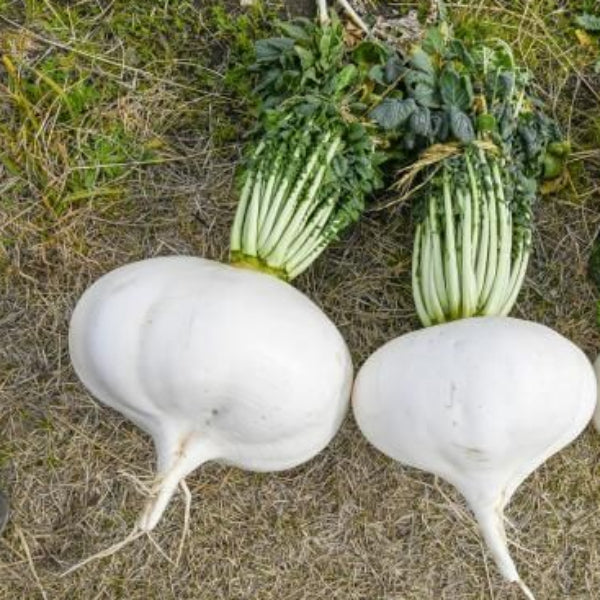 Sakurajima Daikon Seeds