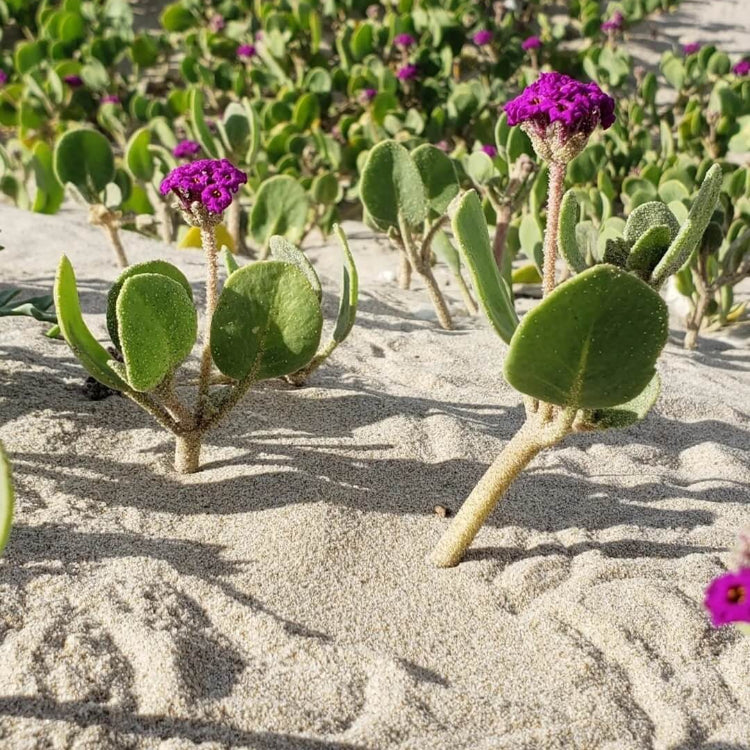 Sand Verbena Seeds - Heirloom Flower Plant for Home Gardens