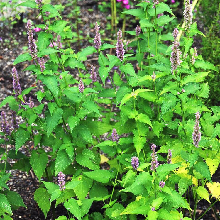 Sangria Mexican Giant Hyssop Seeds - Herbal Plant