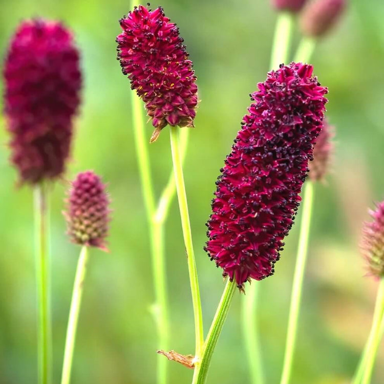 Sanguisorba Officinalis Seeds - Heirloom Herbal Plant for Home Gardens