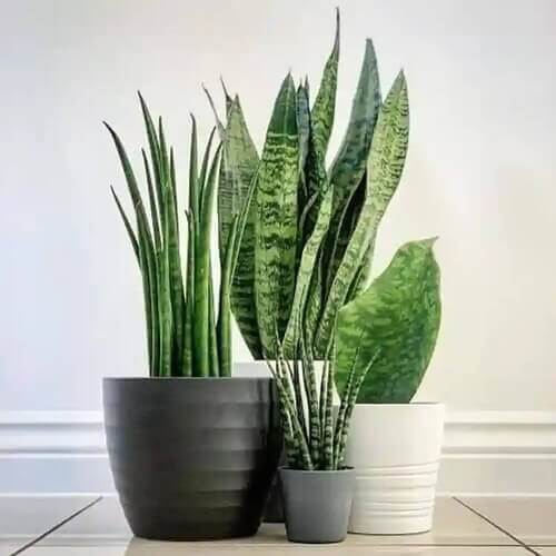 Sansevieria Trifasciata Seeds
