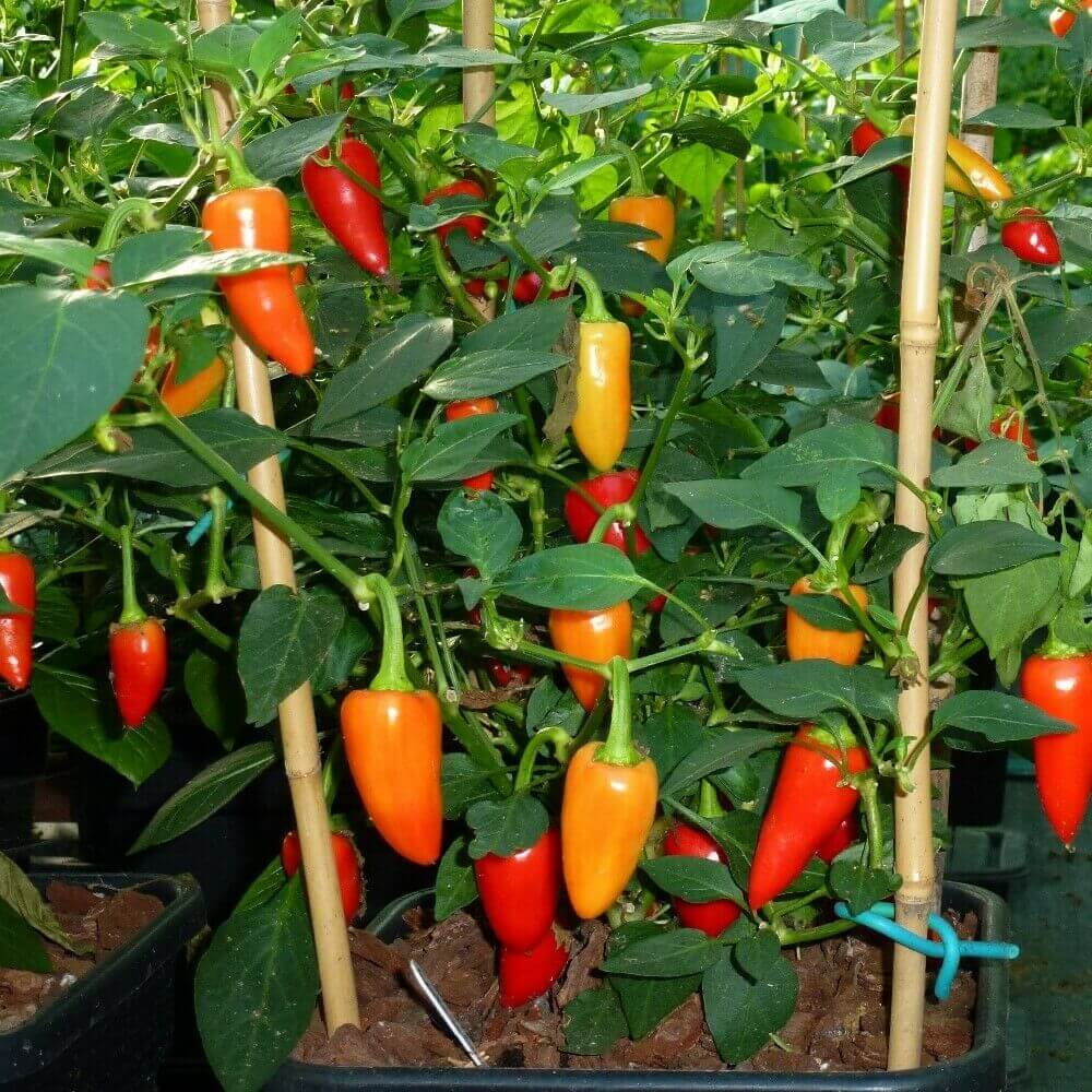 Santa Fe Grande Pepper Seeds - Vegetable Plant