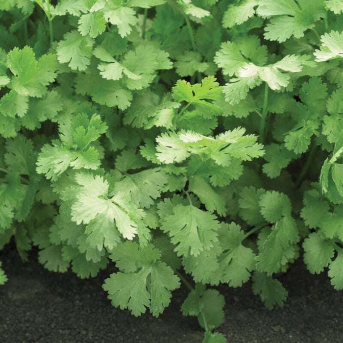 Santo Cilantro Seeds - Herbal Plant
