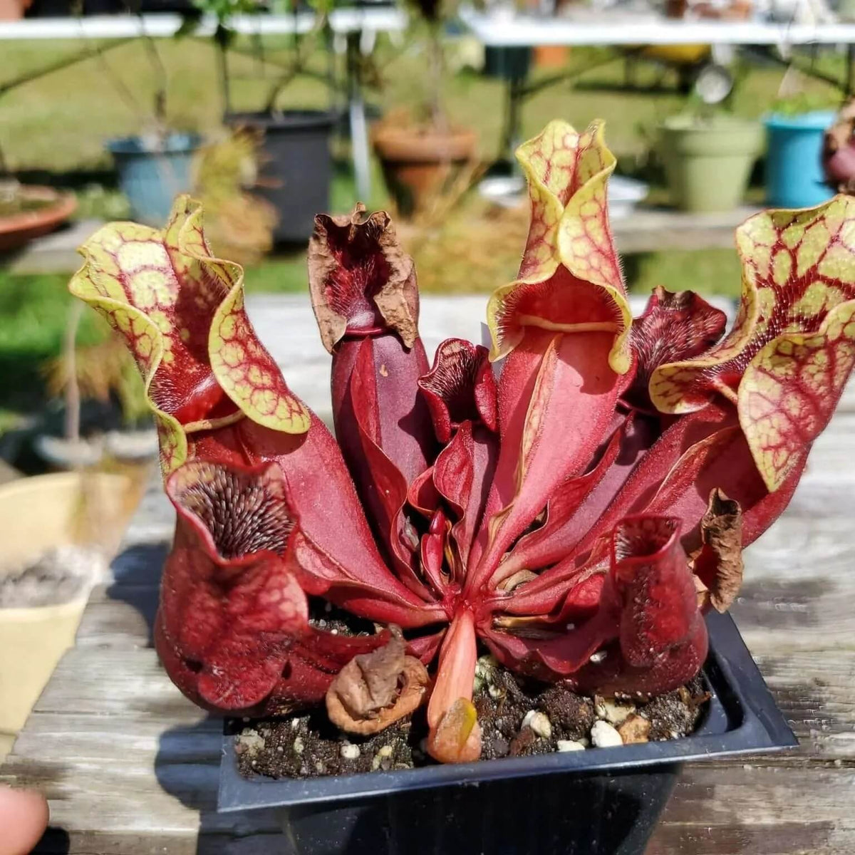 Sarracenia Species Seeds