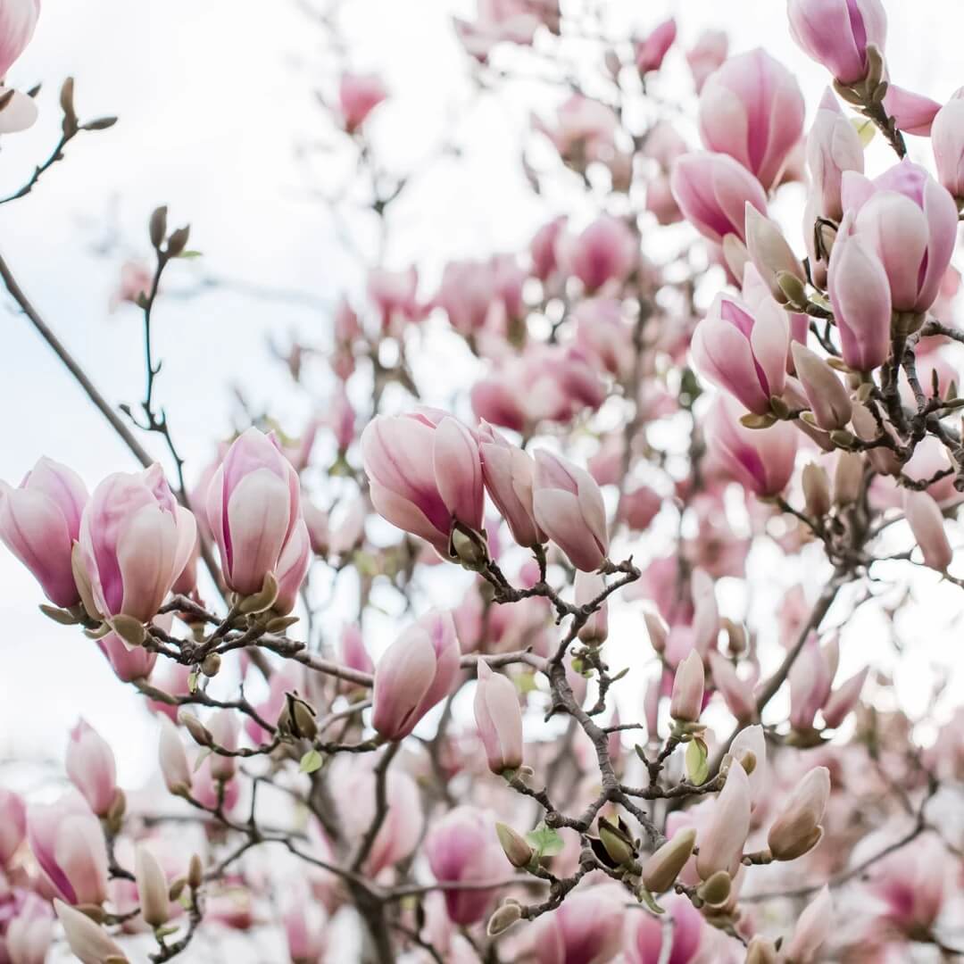 Saucer Magnolia seeds