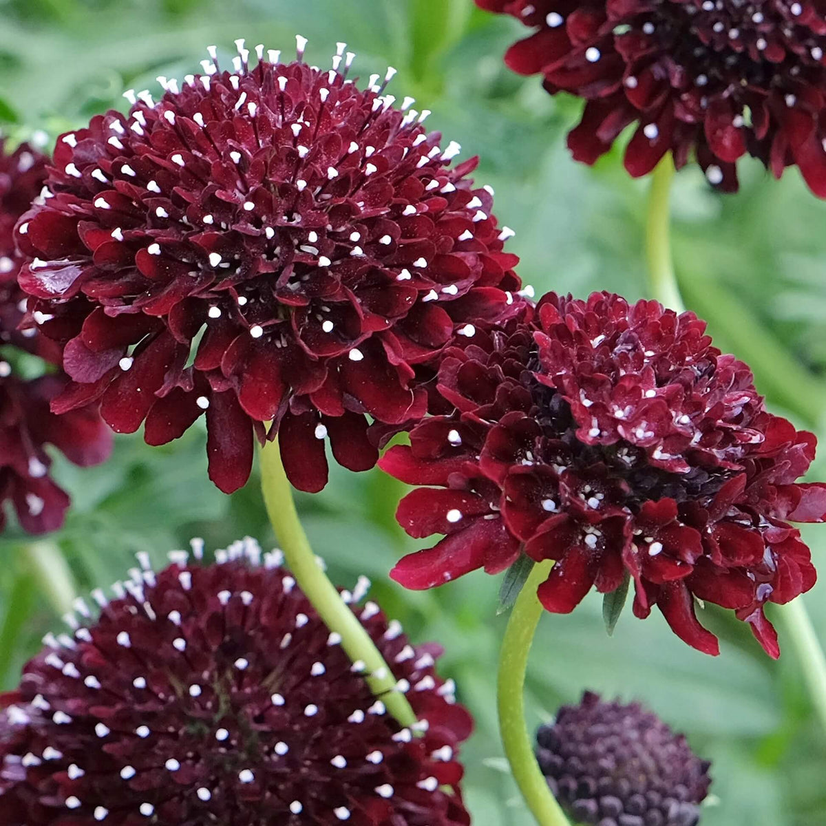 Scabiosa Black Knight Seeds - Flower Plant