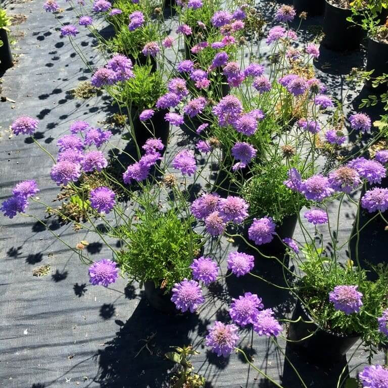 Scabiosa Butterfly Blue Seeds - Flower Plant