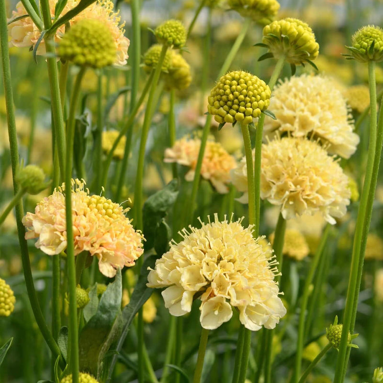 Scabiosa Fata Morgana Seeds - Flower Plant
