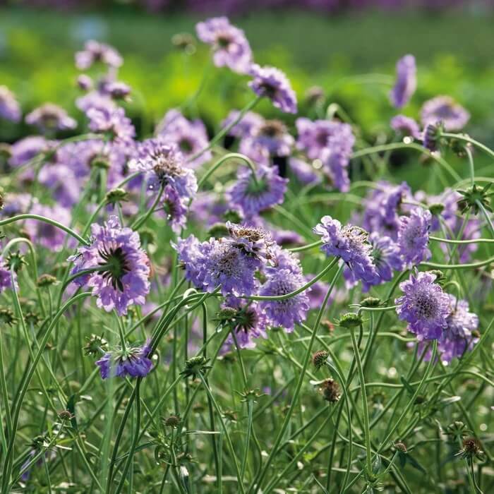 Scabiosa Oxford Blue Seeds - Flower Plant