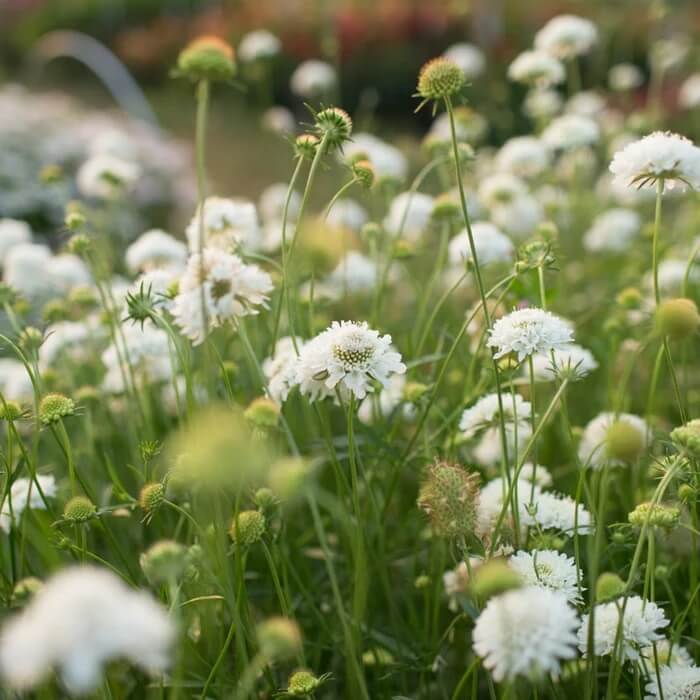 Scabiosa Snow Maiden Seeds - Flower Plant