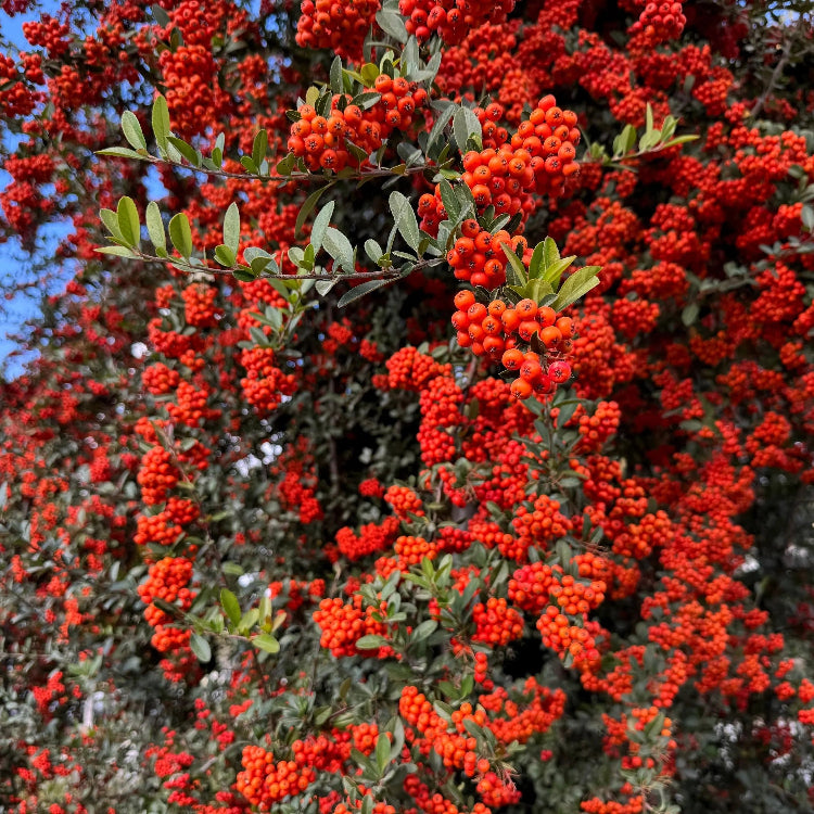 Scarlet Pyracantha Firethorn Seeds