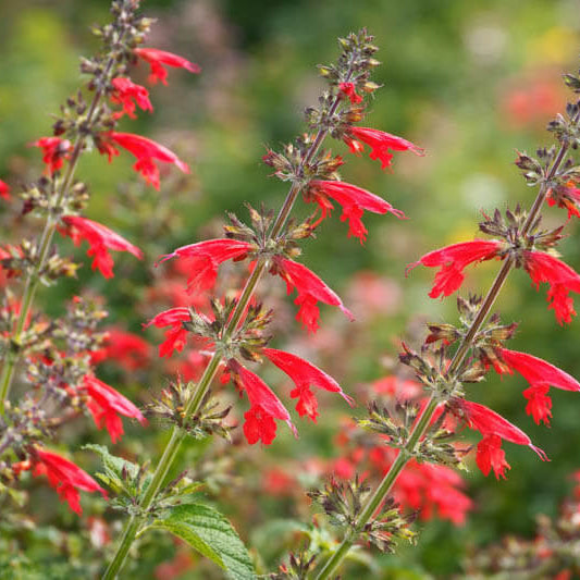 Scarlet Sage Seeds