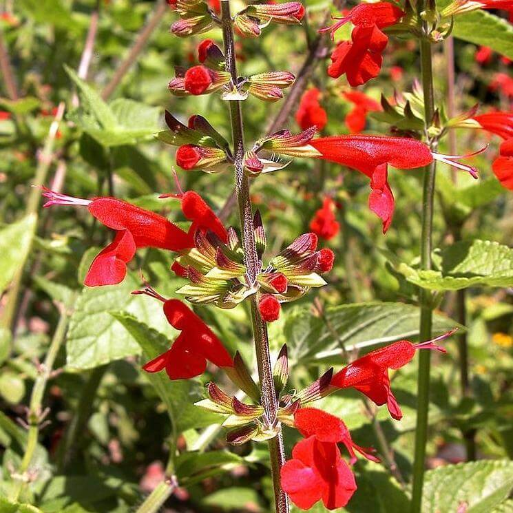 Scarlet sage seeds - Vegetable Plant