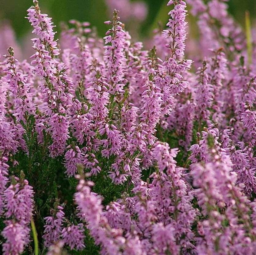 Scot's Purple Pink Calluna Vulgaris Seeds