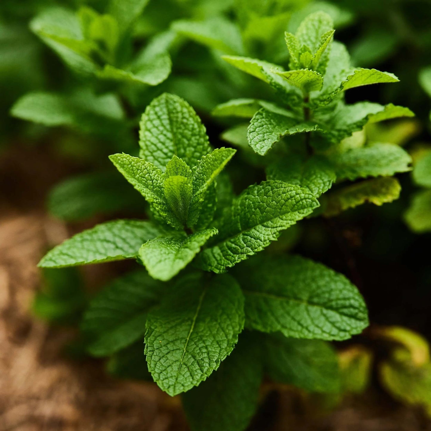 Sea Green Mint Seeds - Herbal Plant