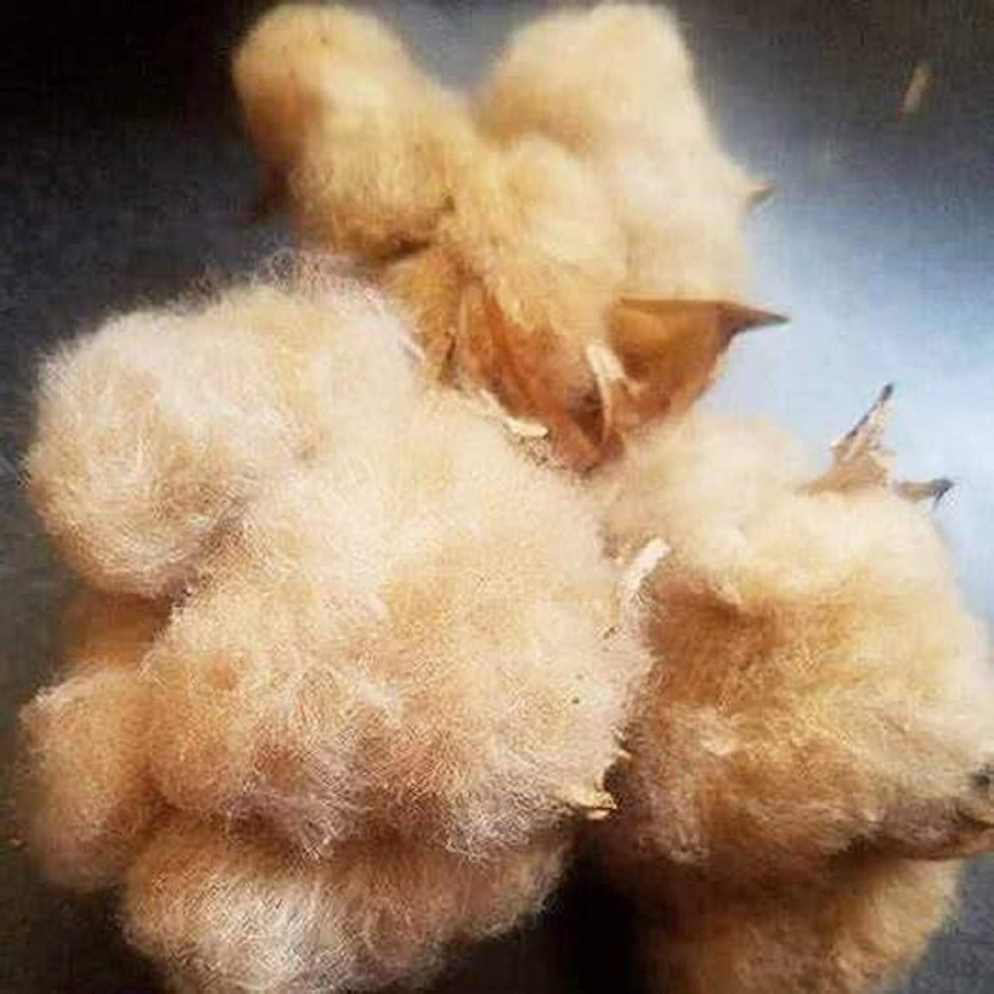 Sea Island Brown Cotton Seeds