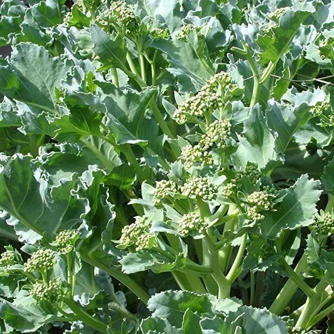 Sea Kale Seeds - Vegetable Plant