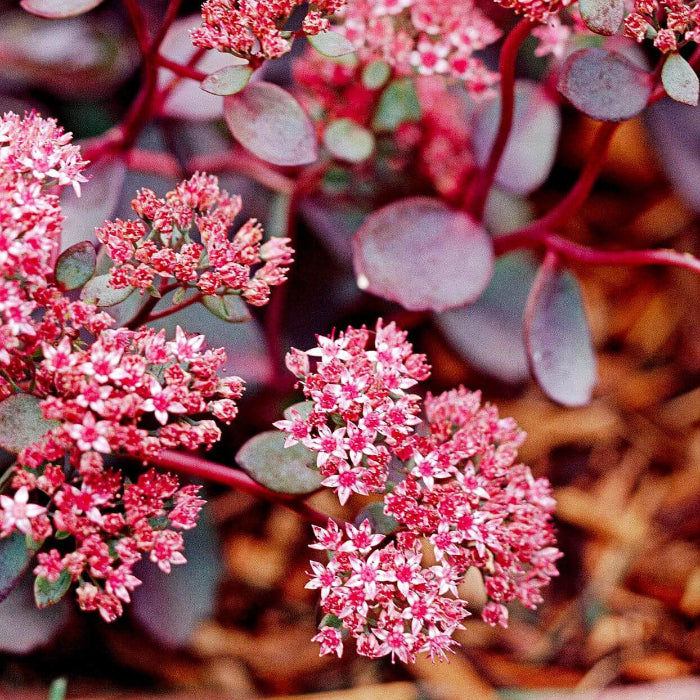 Sedum Seeds - Flower Plant for Home Gardens