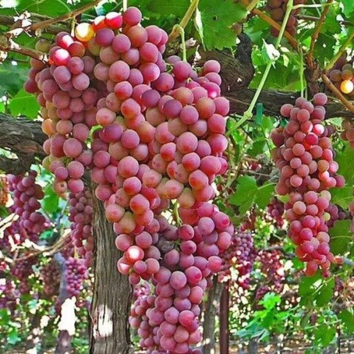 Seedless Grape Seeds - Fruit Plant