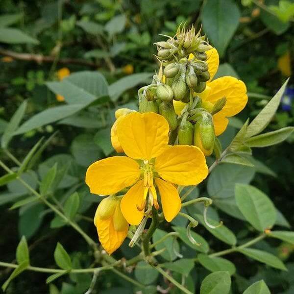 Senna Seeds - Herbal Plant for Home Gardens