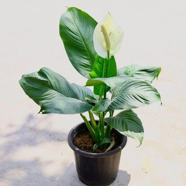 Sensation Peace Lily seeds - Flower Plant