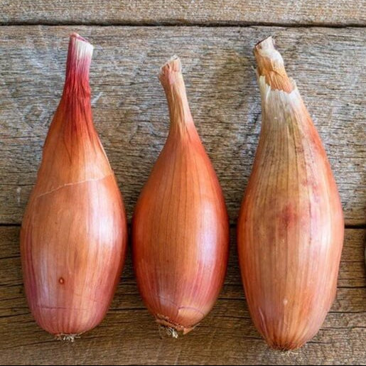 Shallots Onion Seeds